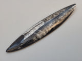 Polished Orthoceras