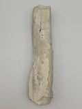 Canadian Petrified Wood Fish Lake, NWT
