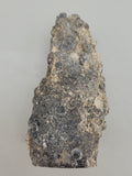 Turritella Agate
