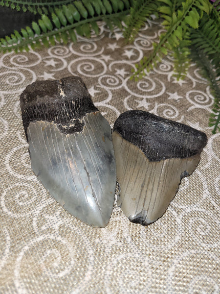 Tunaeater81 September 20th 2025 Live