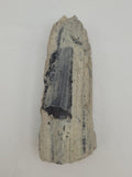 Canadian Petrified Wood Fish Lake, NWT