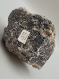 Turritella Agate
