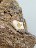 Canadian Opal In Matrix~ Burns Lake, B.C.