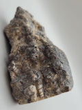 Turritella Agate