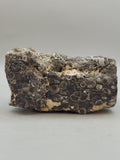 Turritella Agate