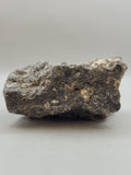 Turritella Agate
