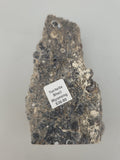 Turritella Agate