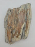 Canadian Petrified Wood Fish Lake, NWT