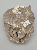 Canadian Opal In Matrix~ Burns Lake, B.C.