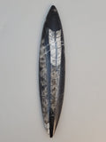 Polished Orthoceras
