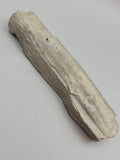 Canadian Petrified Wood Fish Lake, NWT