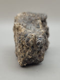 Turritella Agate