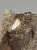 Canadian Opal In Matrix~ Burns Lake, B.C.