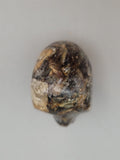 Canadian Staurolite & Garnet Skull Carving Kinbasket, B.C.