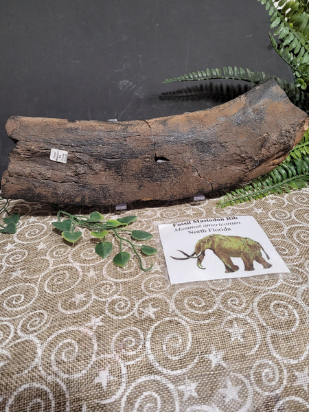 16133 October 29th Live