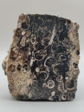 Turritella Agate