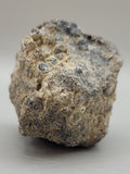 Turritella Agate