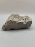 Canadian Petrified Wood Fish Lake, NWT