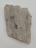 Canadian Petrified Wood Fish Lake, NWT