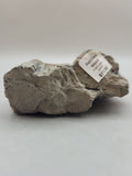 Canadian Petrified Wood Fish Lake, NWT
