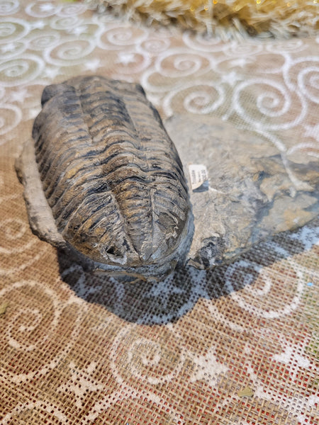 10199 November 30th WEM Gem Show Live