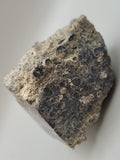 Turritella Agate