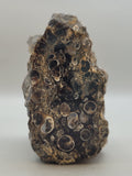 Turritella Agate