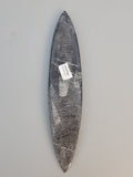 Polished Orthoceras