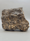 Turritella Agate