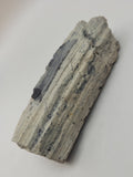 Canadian Petrified Wood Fish Lake, NWT