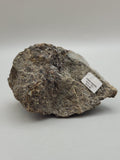 Canadian Chalcopyrite~ Tofino, B.C.