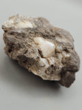 Canadian Opal In Matrix~ Burns Lake, B.C.