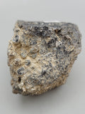 Turritella Agate