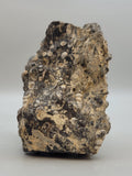 Turritella Agate