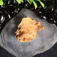 Whitecourt Meteorite (20.9 g)