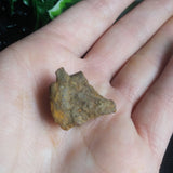 Whitecourt Meteorite (12.0 g)
