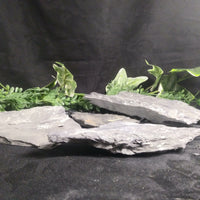 Fern Fossils in Matrix (Various)
