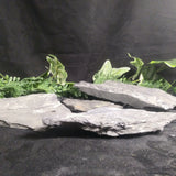 Fern Fossils in Matrix (Various)