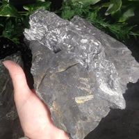 Fern Fossils in Matrix (Various)