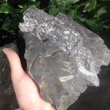 Fern Fossils in Matrix (Various)