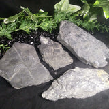 Fern Fossils in Matrix (Various)