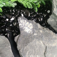 Fern Fossils in Matrix (Various)
