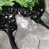 Fern Fossils in Matrix (Various)