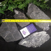 Fern Fossils in Matrix (Various)