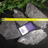 Fern Fossils in Matrix (Various)
