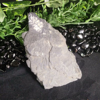 Fern Fossils in Matrix (Various)