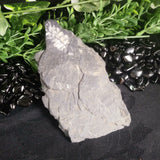 Fern Fossils in Matrix (Various)