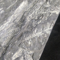 Fern Fossils in Matrix (Various)