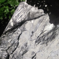 Fern Fossils in Matrix (Various)