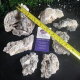 Fossilized Clam Shells (various)